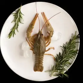 Рак королевский, от 100+ г