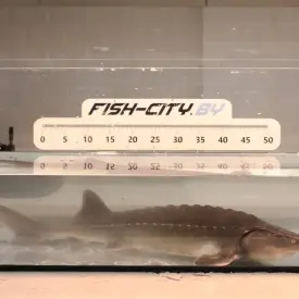 Осетр ленский живой, 1500-3000 г, РБ