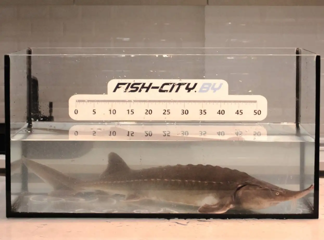 Осетр ленский живой, 1500-3000 г, РБ