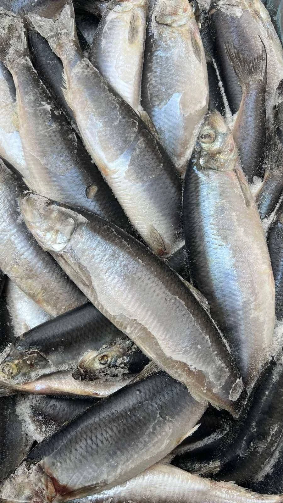 Сельдь, 1кг.