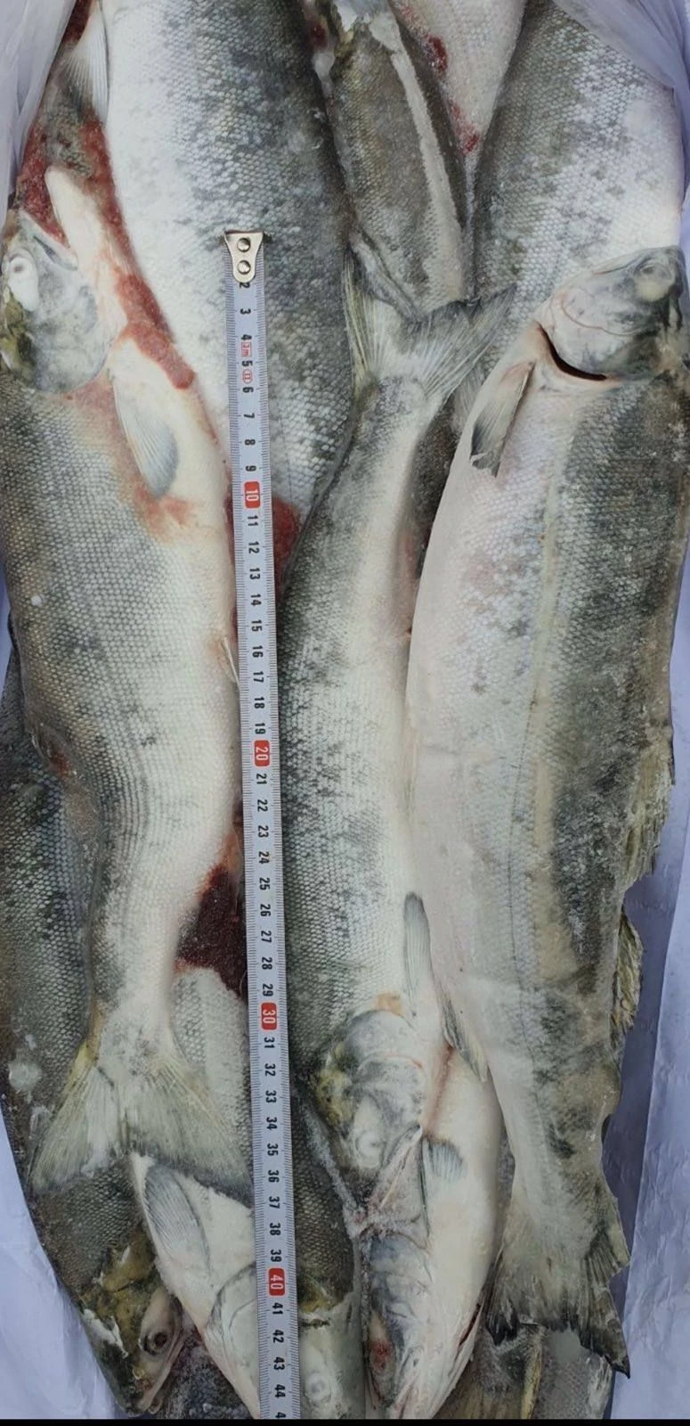 Горбуша, 1кг.