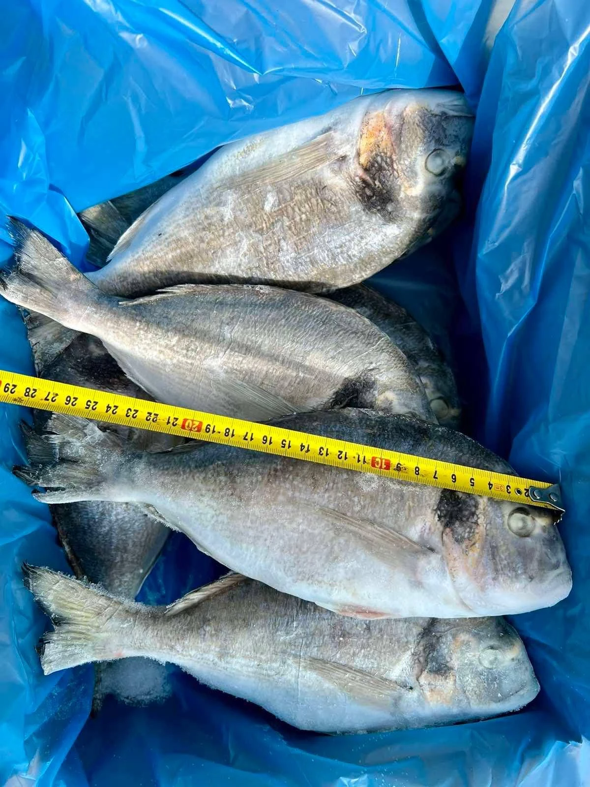 Дорадо, 1кг.