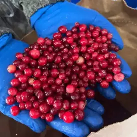 Клюква свежемороженая