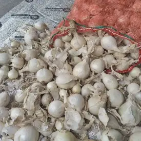 Лук на перо Стардаст