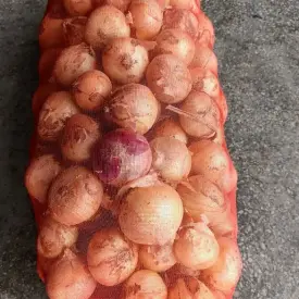 Лук репчатый