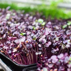 Микрозелень Дайкон (фиолетовый)