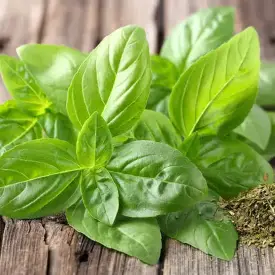 Семена базилика (душистый цитрус)