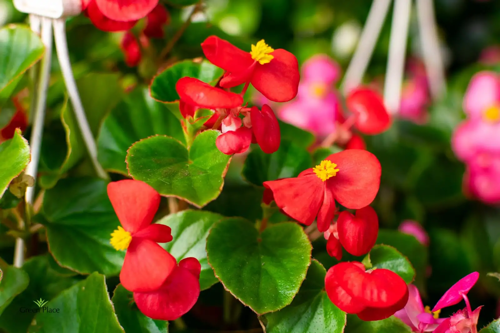 Бегония фото 2