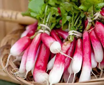 Семена редиса (Французский завтрак) фото 3