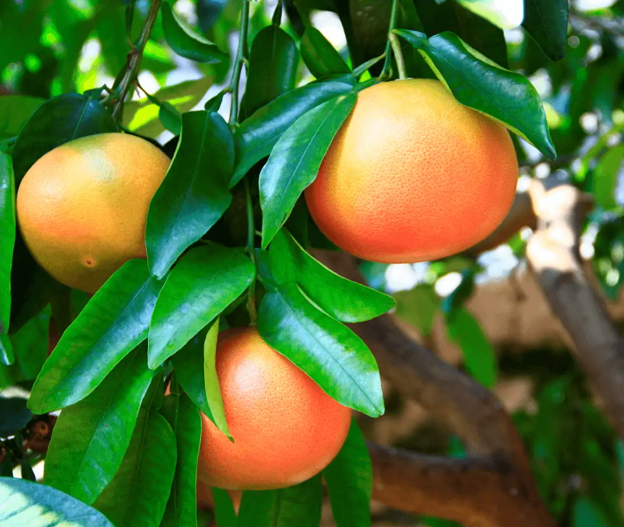 Грейпфрут фото 2