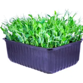 Микрозелень гороха (в растущем виде)