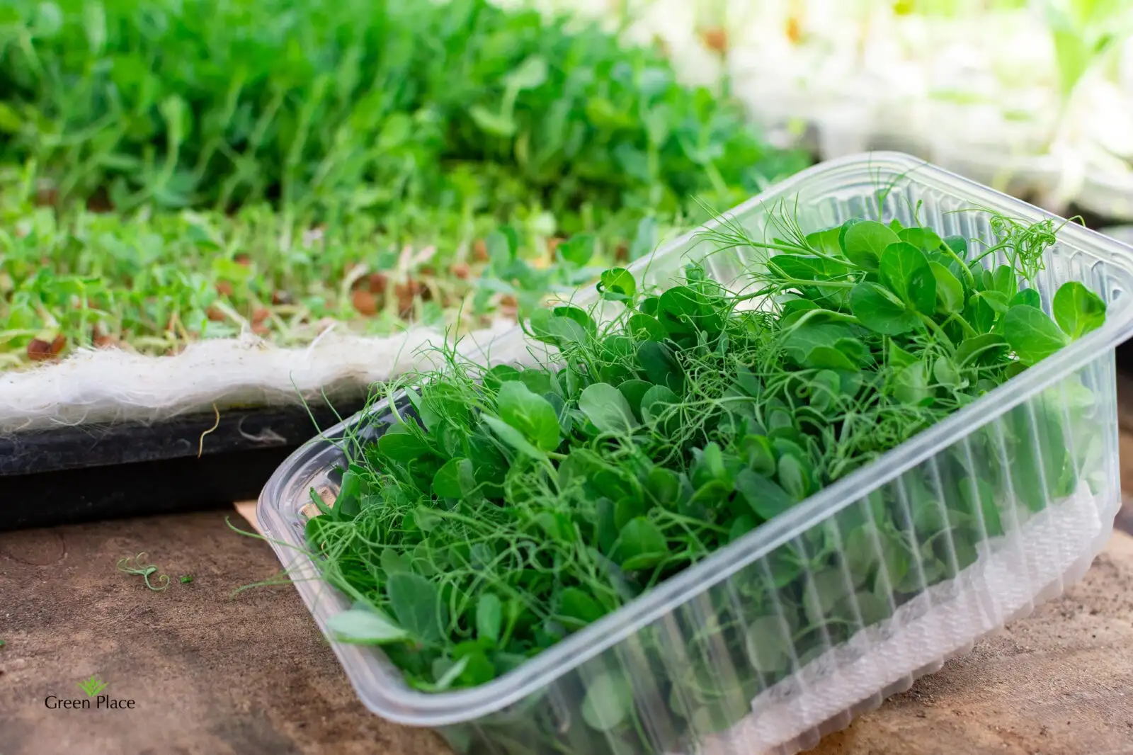 Микрозелень гороха (в растущем виде) фото 2