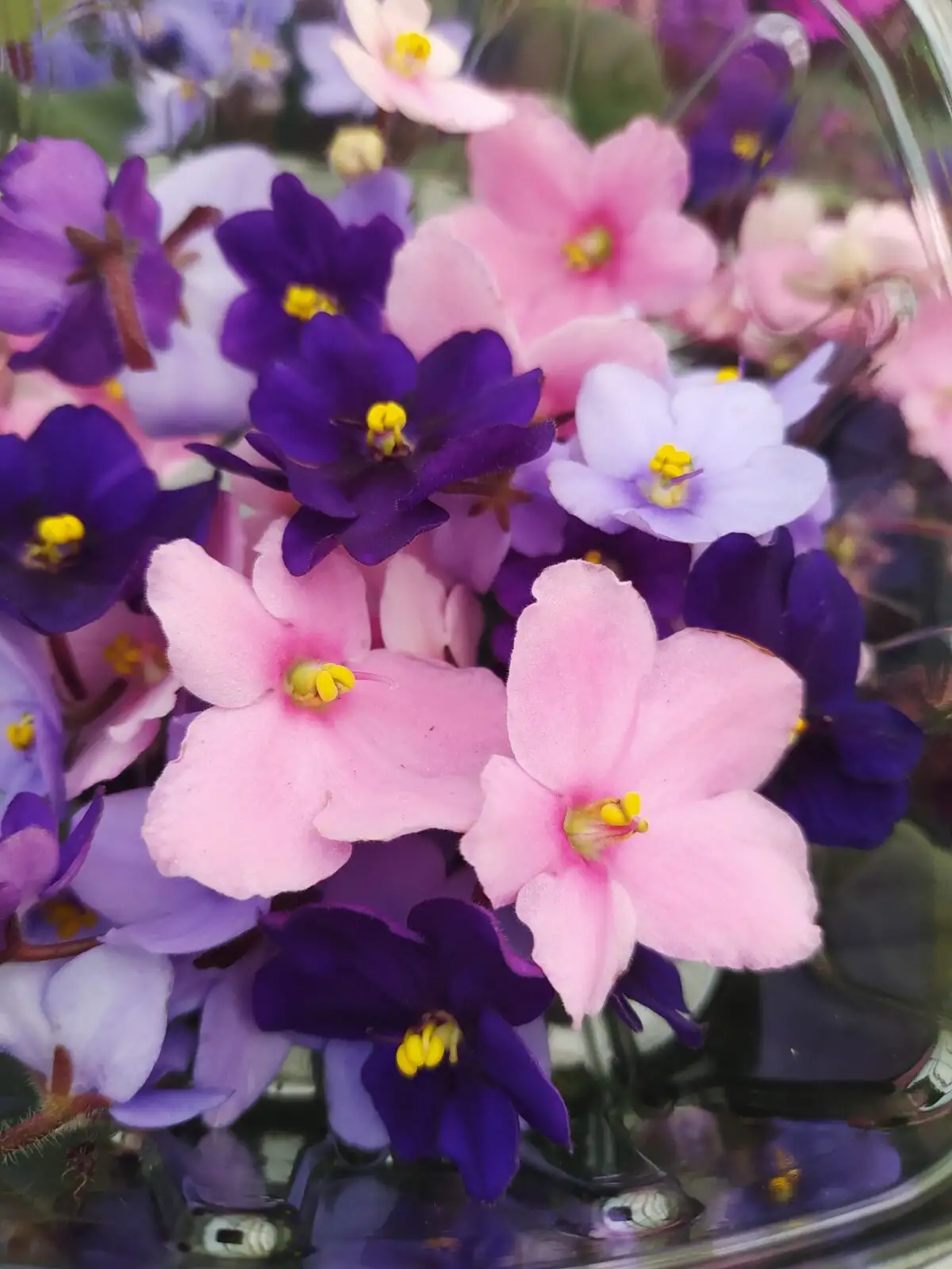 Фиалки фото 2