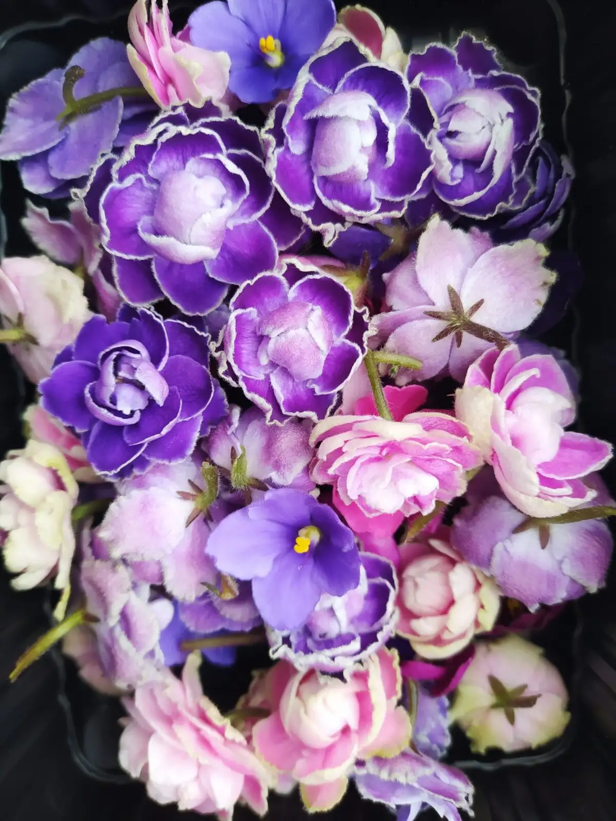 Фиалки фото 3