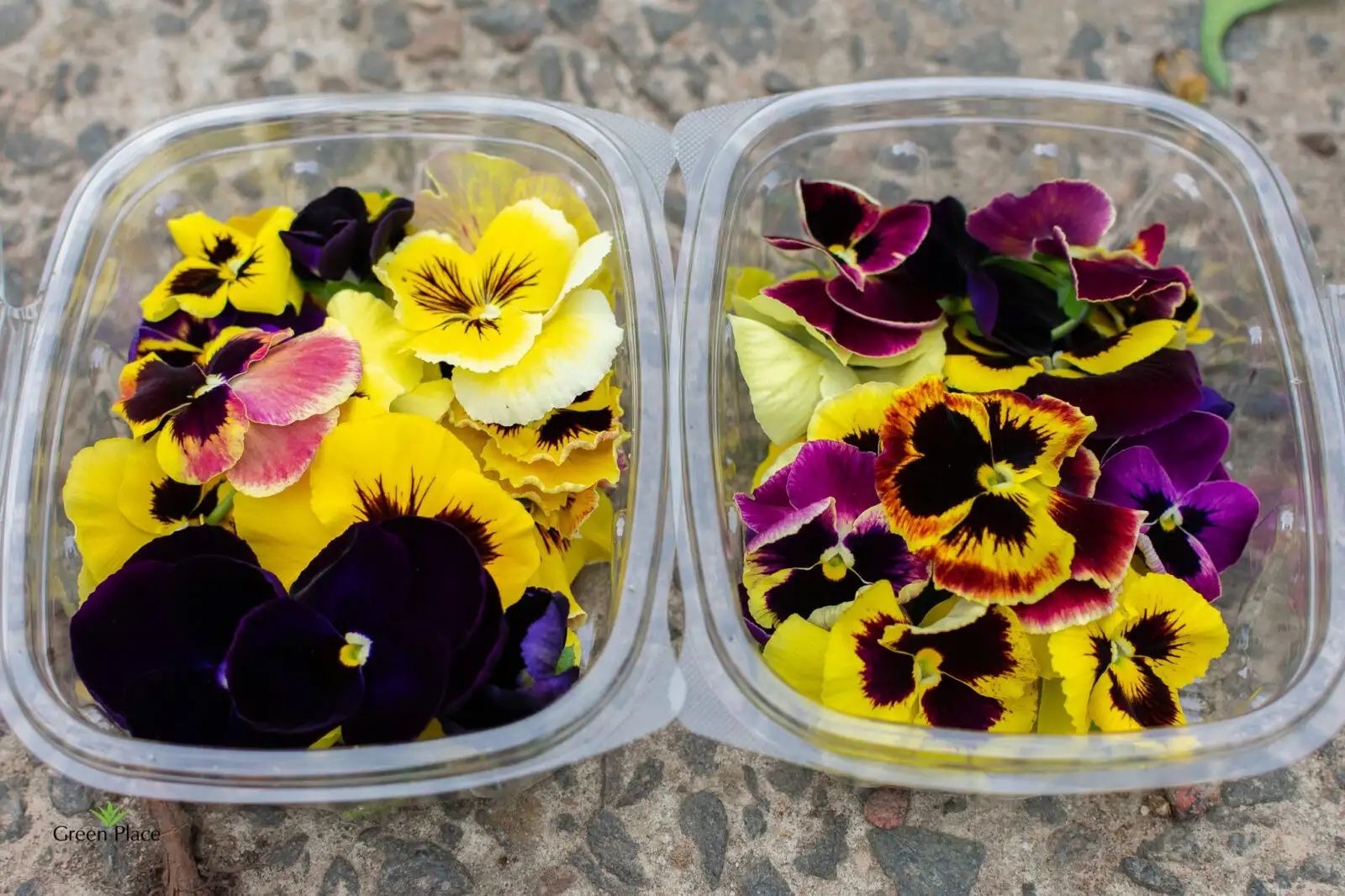 Анютины глазки фото 2