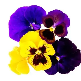 Анютины глазки