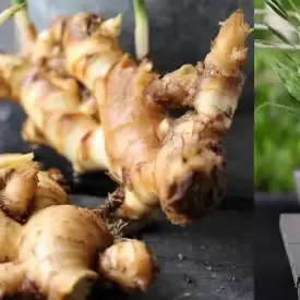 Имбирь (корень)