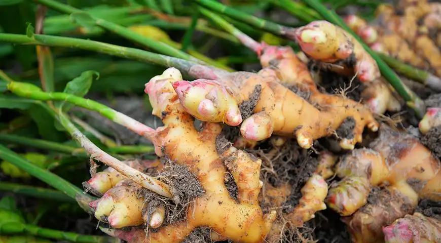 Имбирь (корень) фото 2