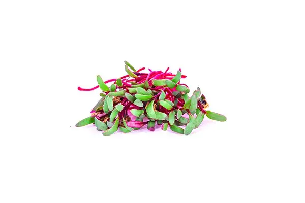 Семена микрозелени мангольда фото 2