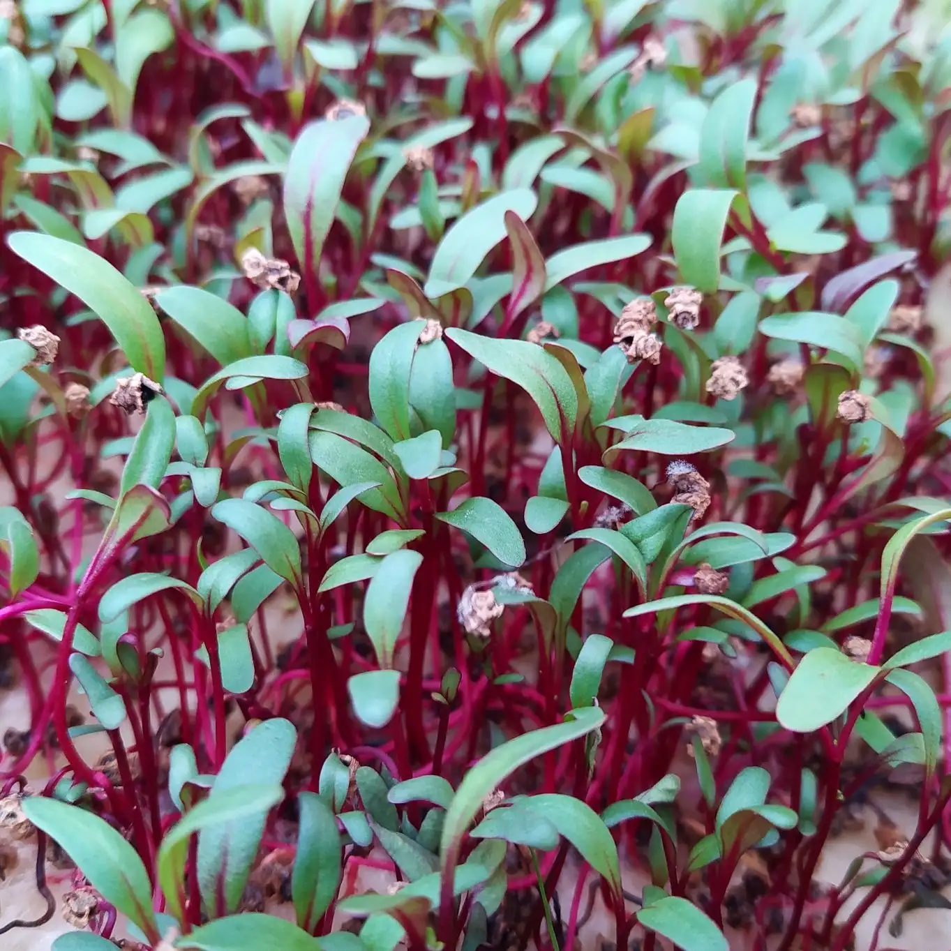 Семена микрозелени мангольда фото 3