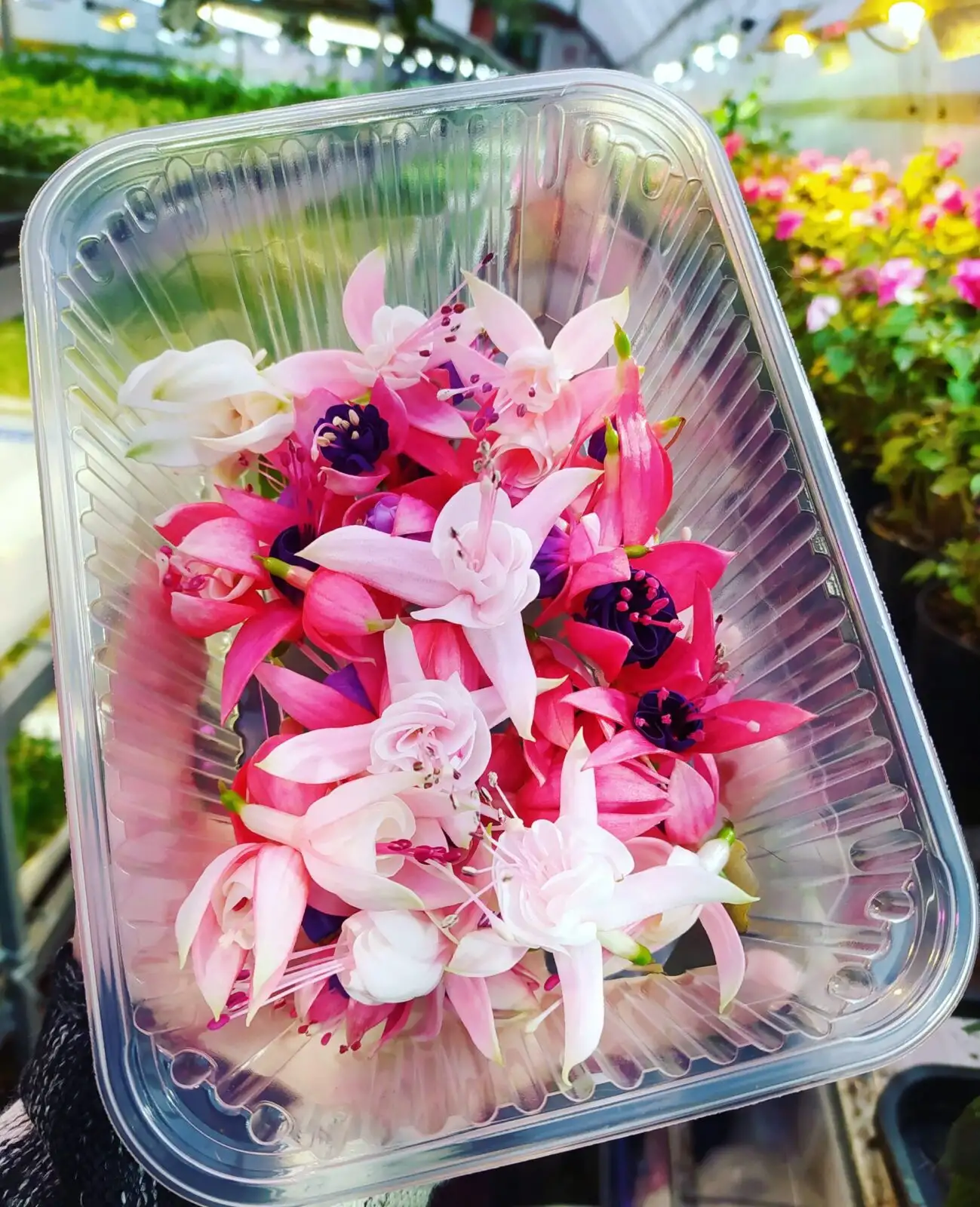 Фуксия фото 2