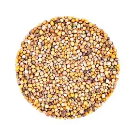 Семена микрозелени горчицы