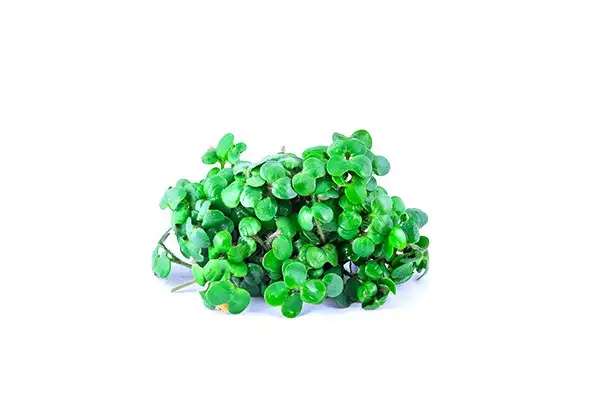 Семена микрозелени горчицы фото 2