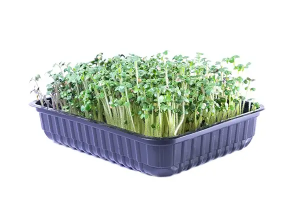 Семена микрозелени горчицы фото 3