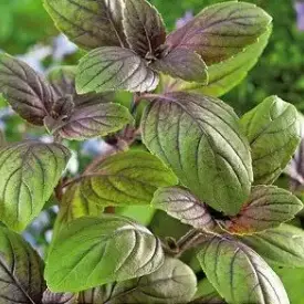 Семена базилика (вкус корицы)