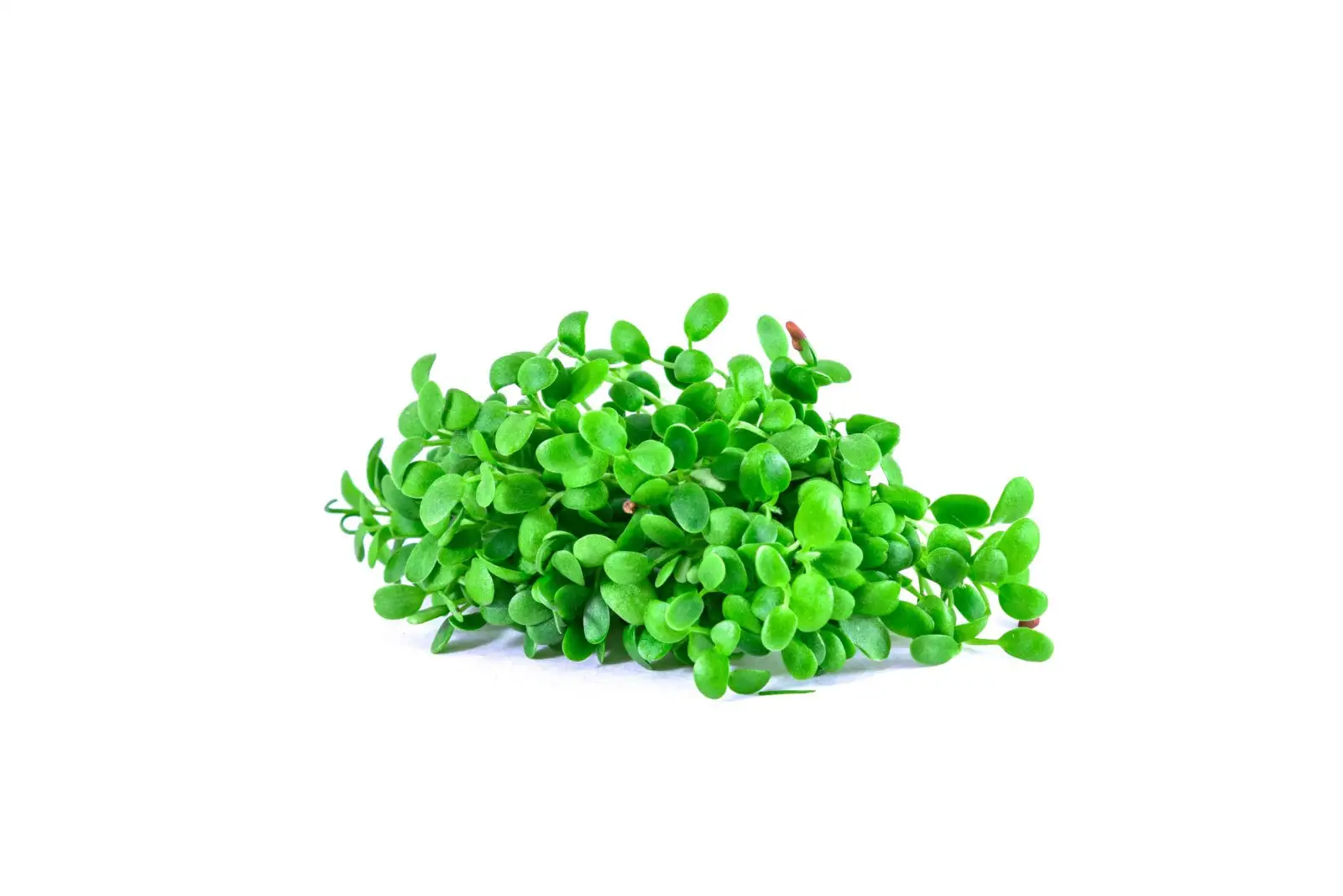 Семена для микрозелени и проростков клевера фото 3