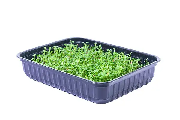 Семена для микрозелени и проростков клевера фото 2