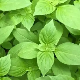 Семена базилика (лимонный)