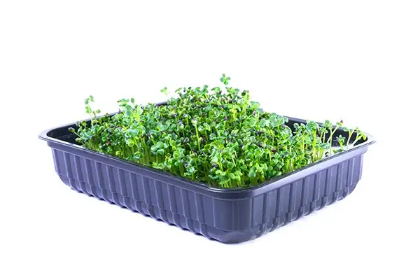 Семена китайской капусты (татсой) фото 2