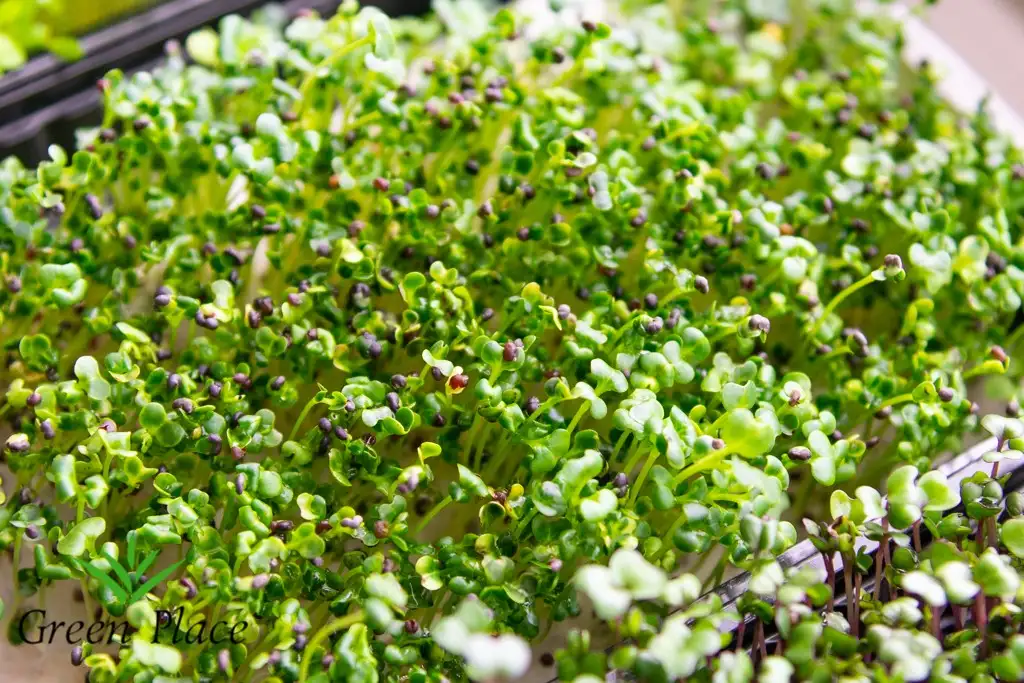 Семена китайской капусты (татсой) фото 3