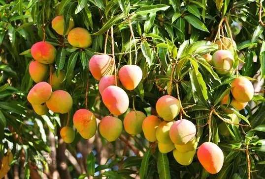 Манго фото 2