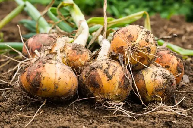 Лук репчатый фото 2