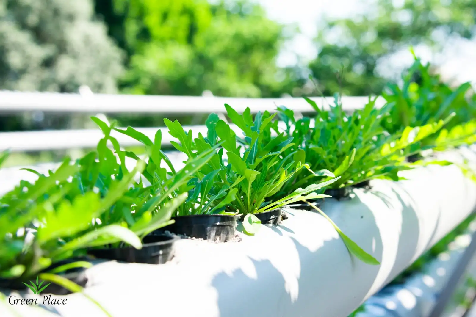 Семена руккола (WILD IMPROVED) фото 2