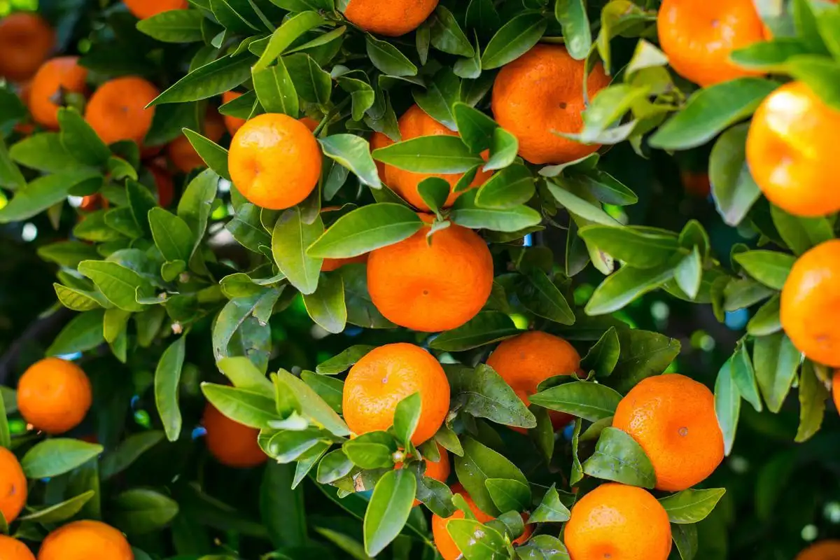 Мандарины фото 2