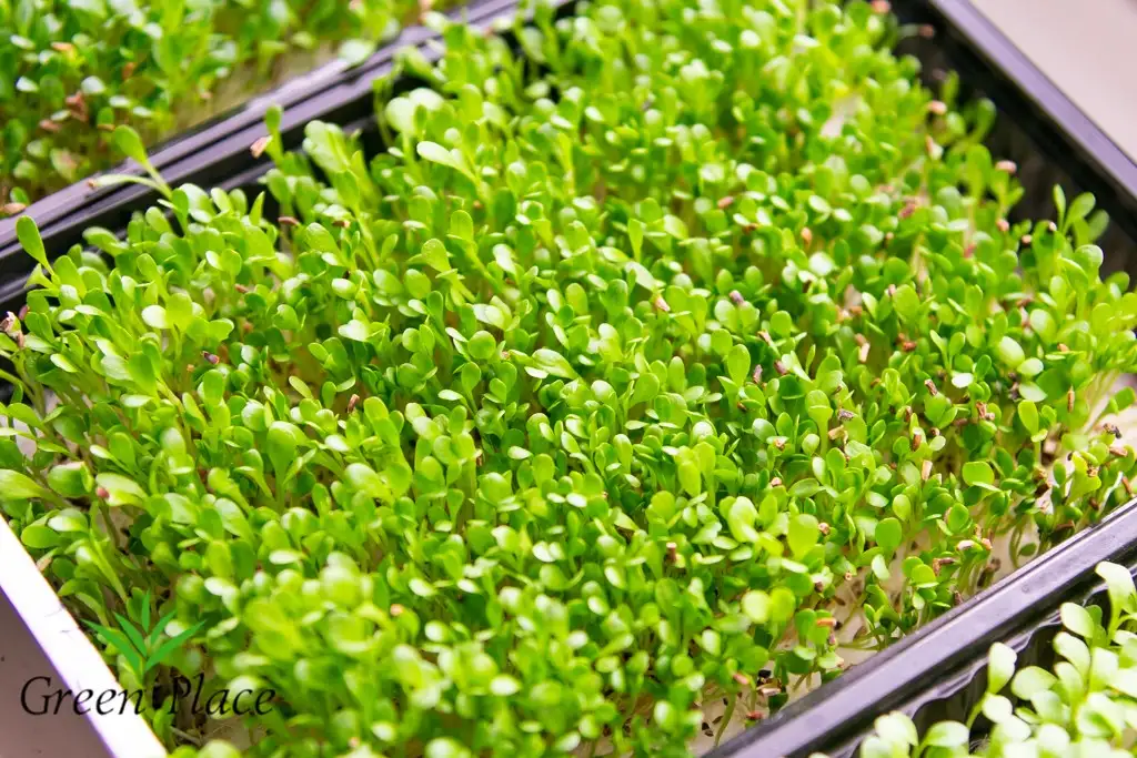 Семена салата Радичио (Red Ball) фото 2