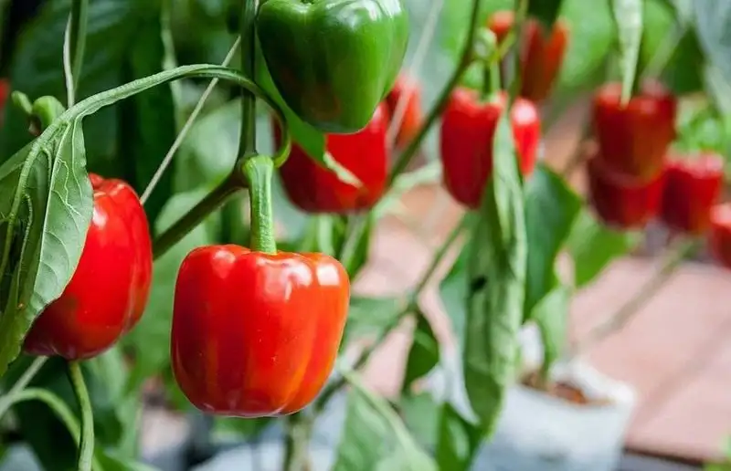 Перец сладкий фото 2