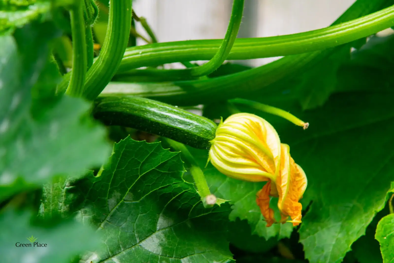 Цукини фото 2