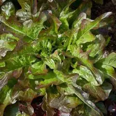 Семена салата-латук (Cocarde) фото 3