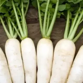 Семена дайкона (белый)