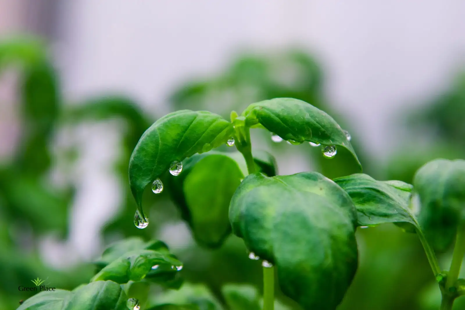 Базилик зеленый фото 2