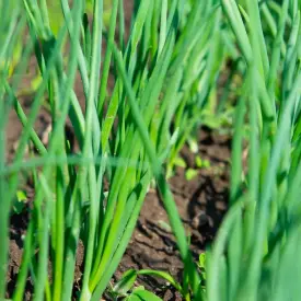 Лук зеленый