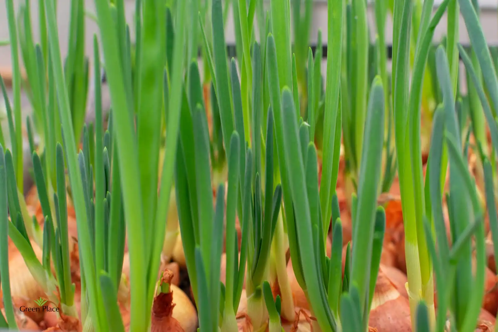 Лук зеленый фото 2