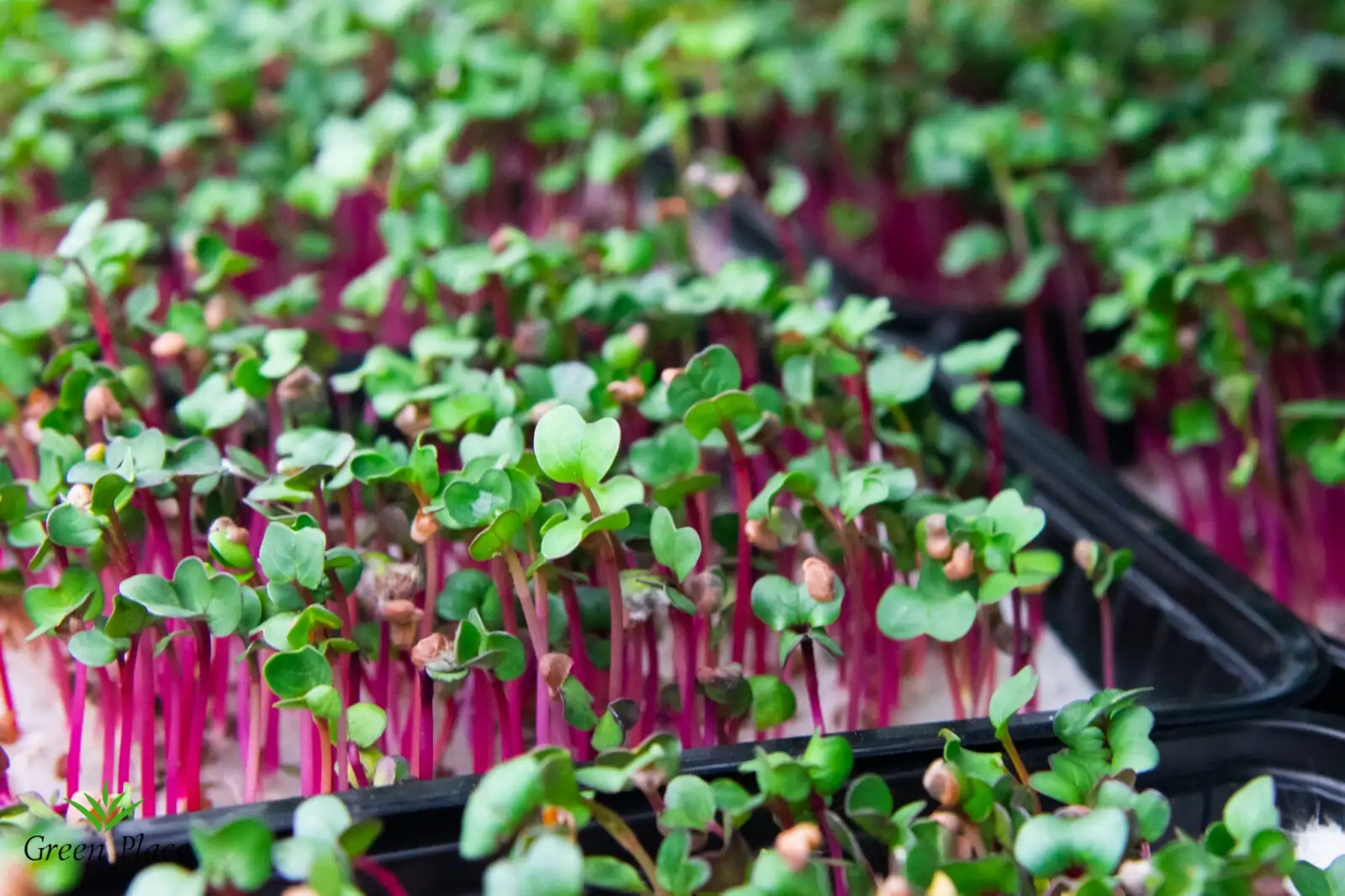 Семена редиса (Чайна Роуз) фото 2