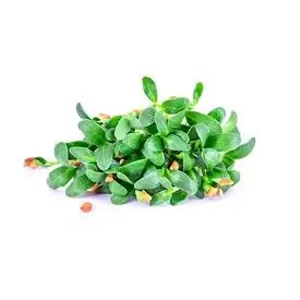 Семена для микрозелени и проростков пажитника (шамбала)