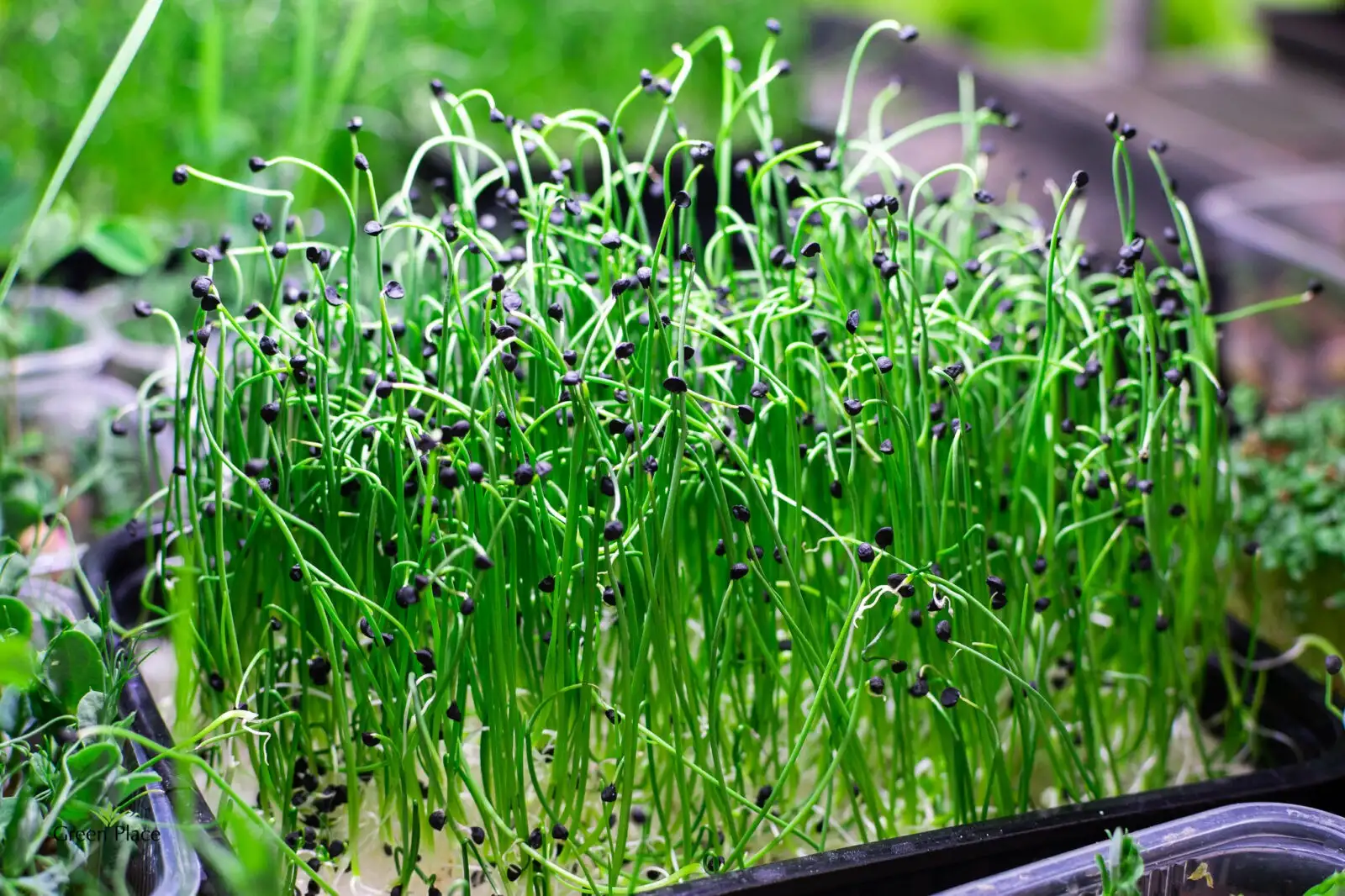 Семена микрозелени лука фото 3