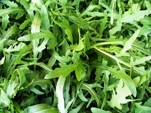 Семена рукколы (WILD) фото 2